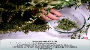 Собираем полынь. Как и когда.