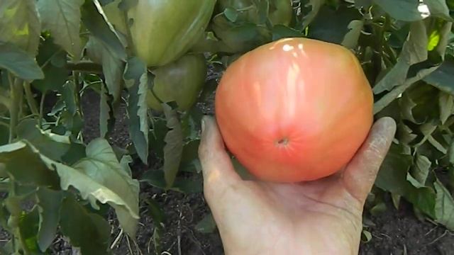 Томат Пудовик. Созревание плодов. смотреть онлайн