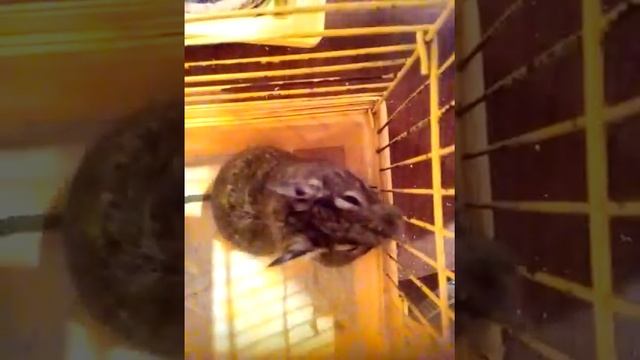 Обустраиваем клетку для дегу вмести смотреть онлайн