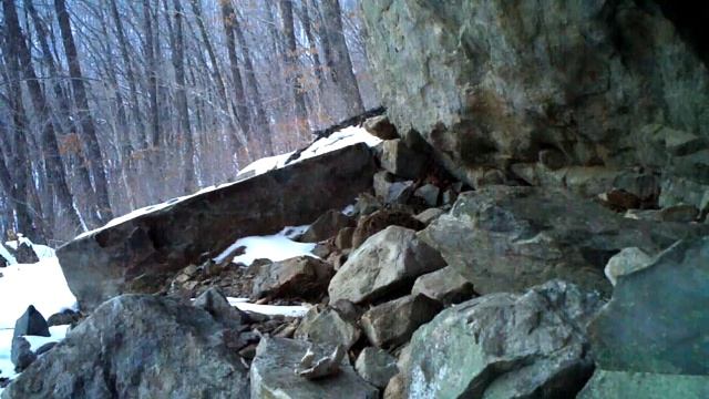 Дальневосточный лесной кот в заповеднике "Кедровая Падь" смотреть онлайн