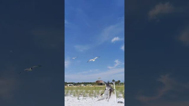 Чайки в полёте. #floridalife смотреть онлайн