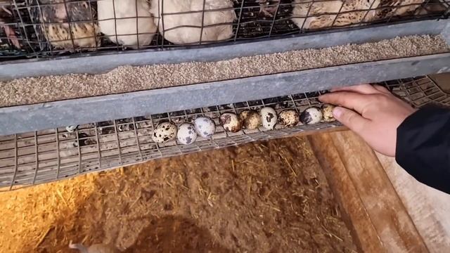 поросячий челночный бег) смотреть онлайн