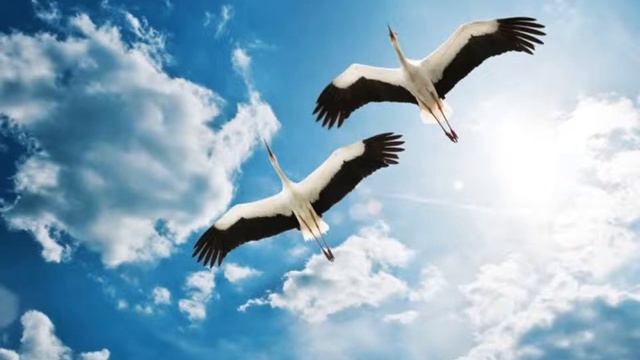 Журавли смотреть онлайн