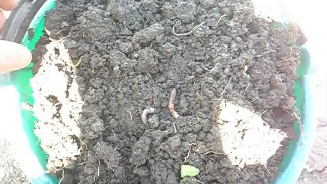 Виноград. Умная яма для посадки винограда (Grapes. Smart Hole For Planting Grapes)