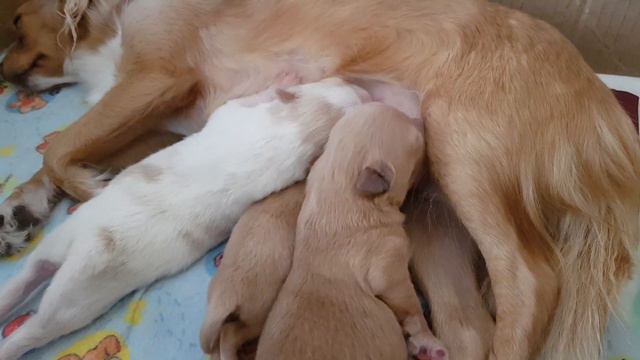 Щенки чихуахуа+шпиц смотреть онлайн