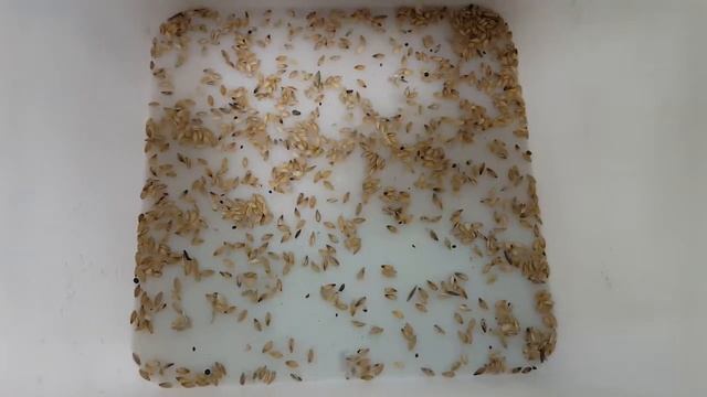 Сортировка Ячменя / Barley Sorting смотреть онлайн