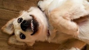 Смешные животные видео приколы 2024/  Приколы с животными до слез