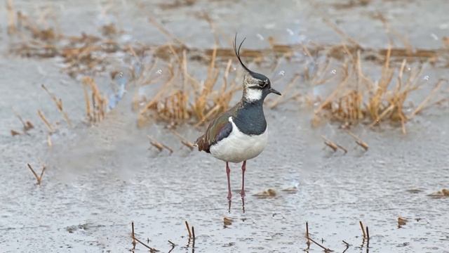 Чибис, или пигалица (Vanellus vanellus), песня чибиса, говорящий кот о чибисе смотреть онлайн