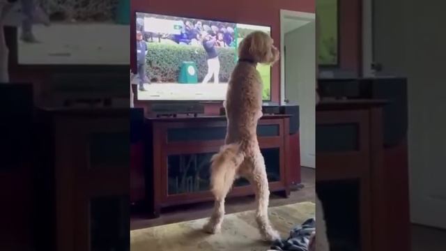 Видео,приколы,юмор,смех смотреть онлайн