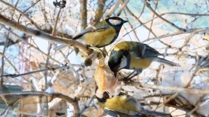 Птицы, которых знают все. Изучаем с детьми городских птиц. Познавательное видео про птиц детям.