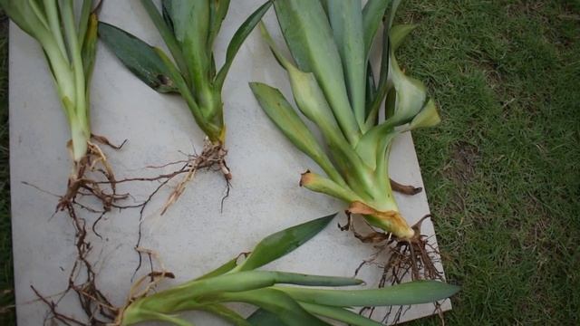 Agave Americana (Century plant) | Propagation Series | Episode 12 смотреть онлайн