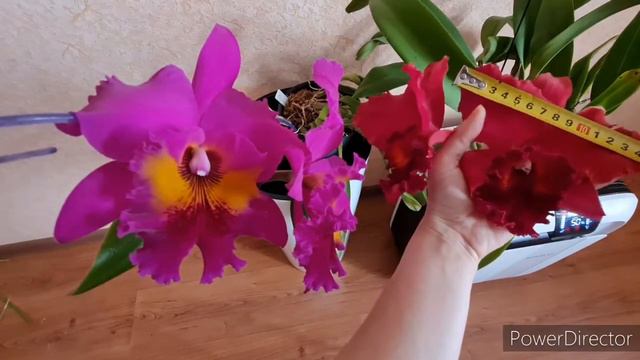 Blc. King Of Taiwan 