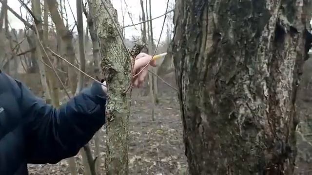 Берёзовый сок пошол! Прикол!))