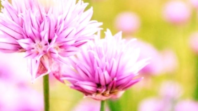 Приметы про клевер что означает трёхлистный клевер и четырёхлистный Что будет если вышить клевер? смотреть онлайн