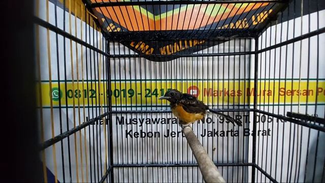 LELANG SPESIAL TROTOLAN ISTIMEWA PROSPEK GANTANGAN .. смотреть онлайн