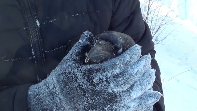 Выпуск ворона на волю. Неудача смотреть онлайн