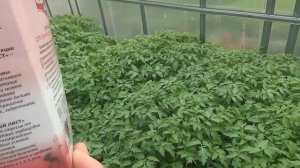 Результаты посева семян томатов на рассаду в теплице.