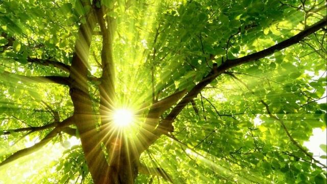 Единое сознание. Медитация