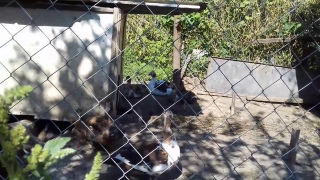 Мускусные утки - бывают ли у них породы смотреть онлайн