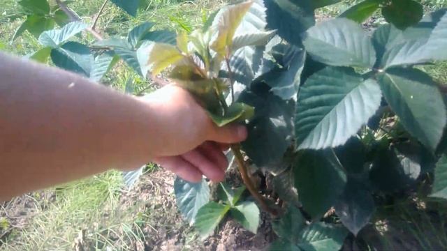 Ежевика сорт Небеса могут подождать смотреть онлайн