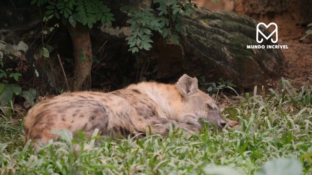 A HIENA NÃO VIU O LEÃO NA SUA FRENTE смотреть онлайн