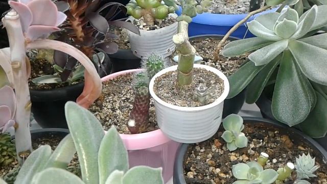 Суккуленты и кактусы на восточном подоконнике 28.12.2019 г. смотреть онлайн