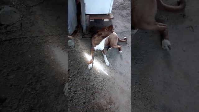 Мухтар поёт. Мухх. смотреть онлайн