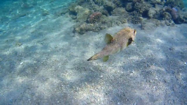 Coral Reef