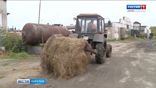 Животные в "Пряжинском" спасены от голодной смерти смотреть онлайн