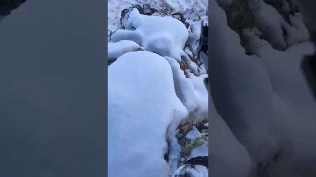 Охота Казахстанский Архар смотреть онлайн