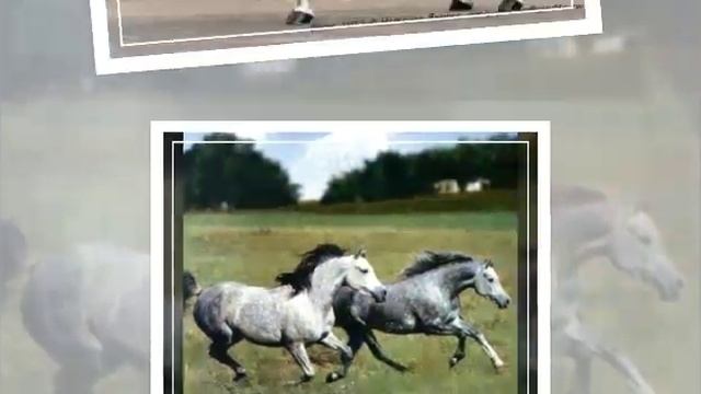 Масти лошадей : серая в яблоках. смотреть онлайн