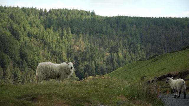 The Lord's Forester: A Manx tradition for Oie'll Columb Killey смотреть онлайн