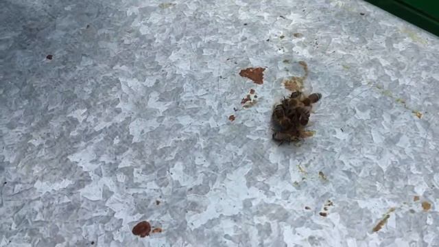 Зоологические Загадки