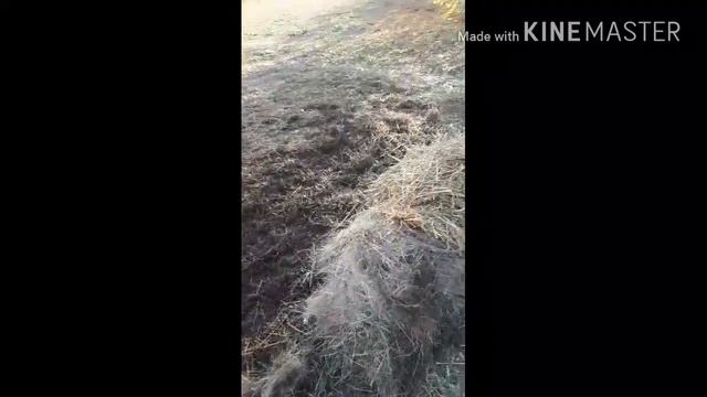 Как правильно кормить быков на откорме. смотреть онлайн