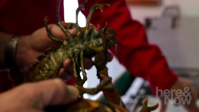 What To Look For When Choosing A Lobster