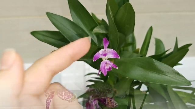 Wild Cat, Jewel Emperor, Dendr Berry Oda. Домашнее цветение орхидей. смотреть онлайн