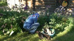 Куда посадить бордюрные георгины?