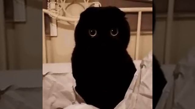 У всех коты как коты, а у меня- тьма с глазами! смотреть онлайн