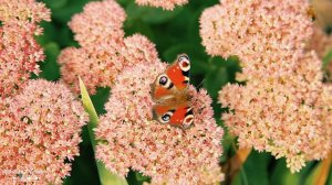 Лучшие композиции Сергея Грищука! Сборник невероятно красивой, завораживающей музыки для души