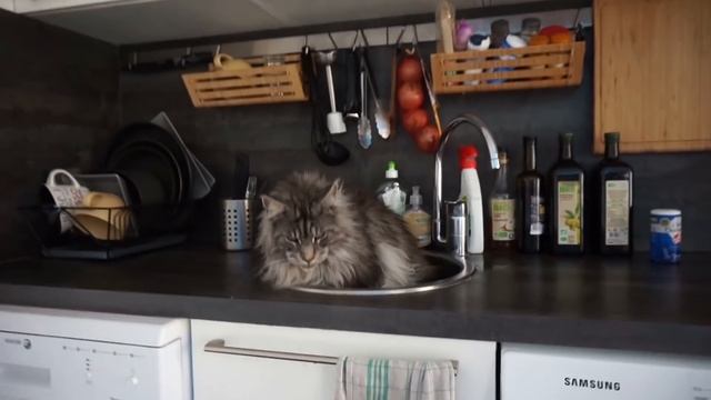 BiG MAINE COON CAT Black Silver // LIFE With The Biggest Cat In The World (Lion Cat, Lynx Cat)