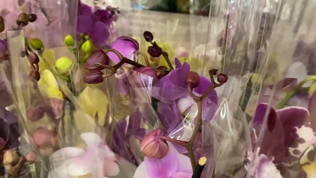 "МАКСИДОМ" ШИКАРНЫЙ ЗАВОЗ ОРХИДЕЙ / НЕОБЫЧНАЯ ОРХИДЕЯ. смотреть онлайн