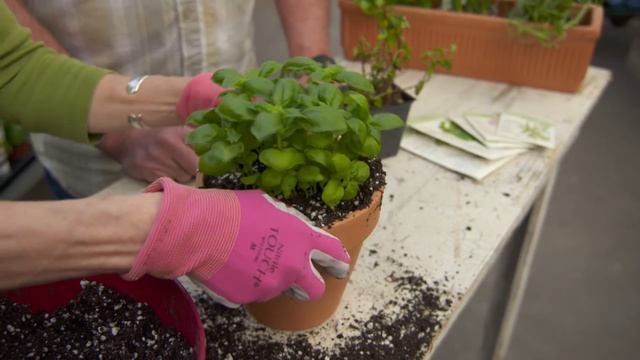 How to Grow Culinary Herbs | Ask This Old House смотреть онлайн