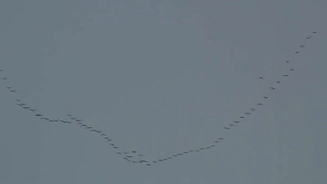 птицы улетают на юг смотреть онлайн