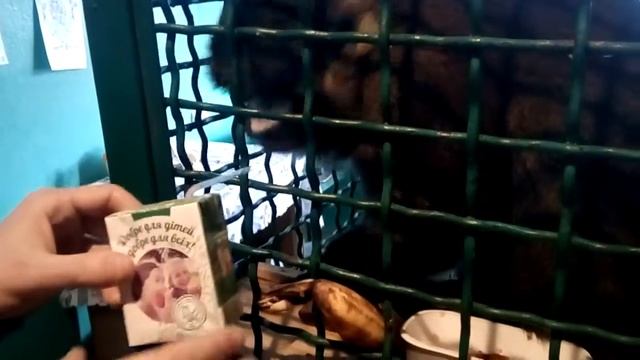 Запорожский ботанический сад. Обезьянка Чип))) очень дружелюбный) смотреть онлайн