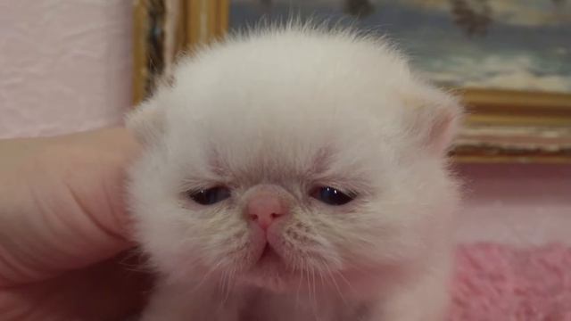 Exotic Shorthair Kitten For Sale Экзотический короткошерстный котенок продаю