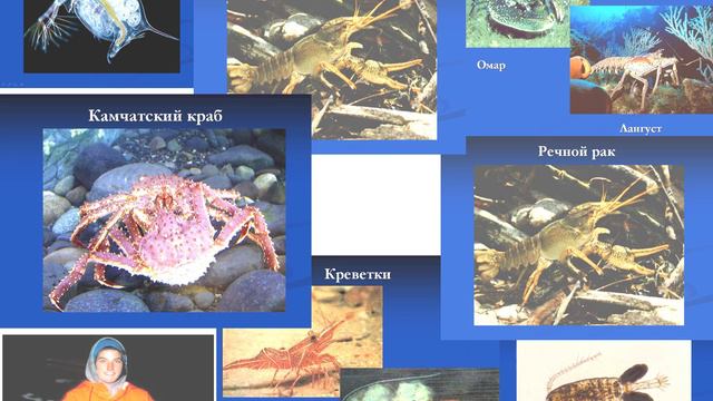 Зоология беспозвоночных