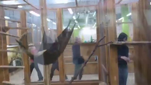 ВЛОГ Летающее Пианино и Рычащий Динозавр DINOSOLES в ТЦ Сити Центр,Кушаем пончики Донатс.Макки Пакк смотреть онлайн