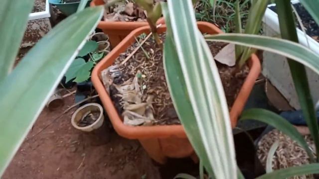 Tanaman Hias Outdoor Iris Variegata Dianella Tasmanica Variegata