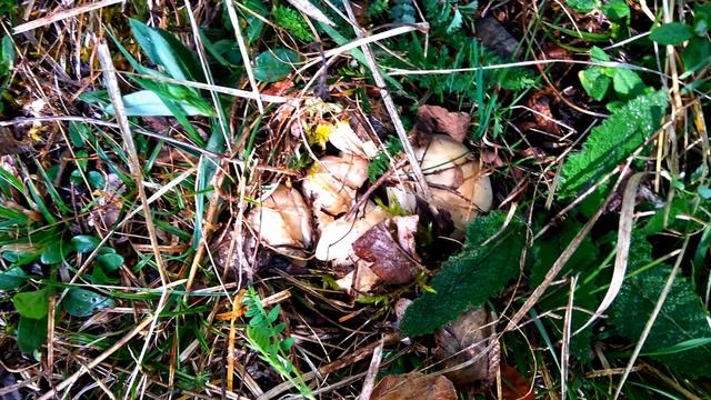 perrechicos apiñados mayo 2017 смотреть онлайн