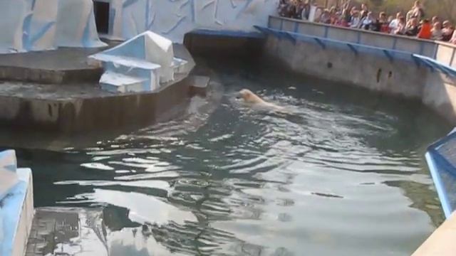 Медведица Герда развлекает толпу смотреть онлайн